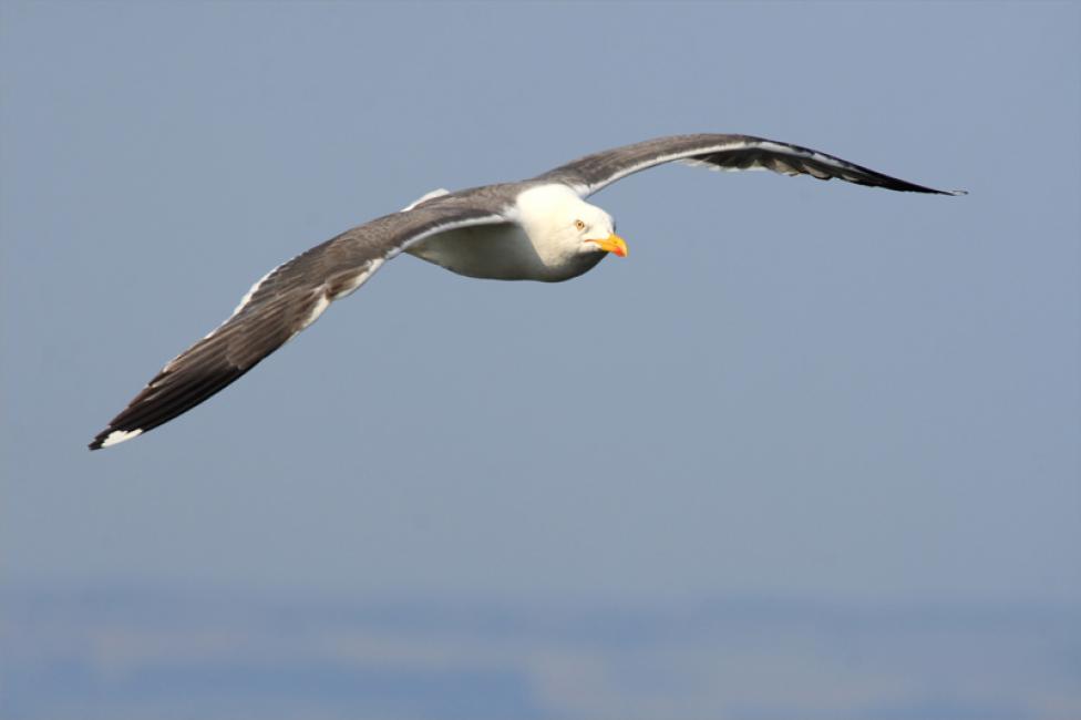 Vuelo de sombría (Larus fuscus)